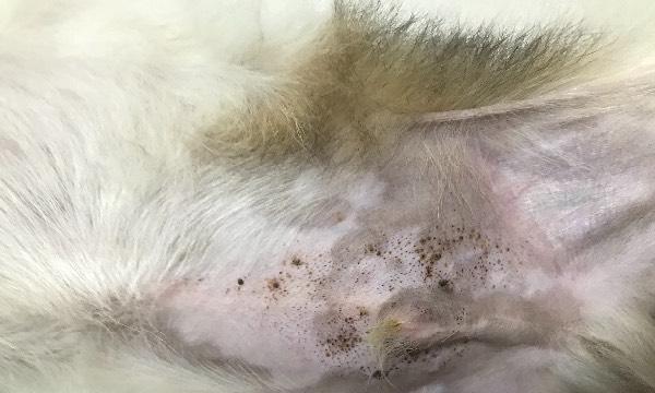 狗狗皮肤发黑的原因及对策（了解黑色素沉积与狗狗皮肤健康、食物与日常护理的关系）