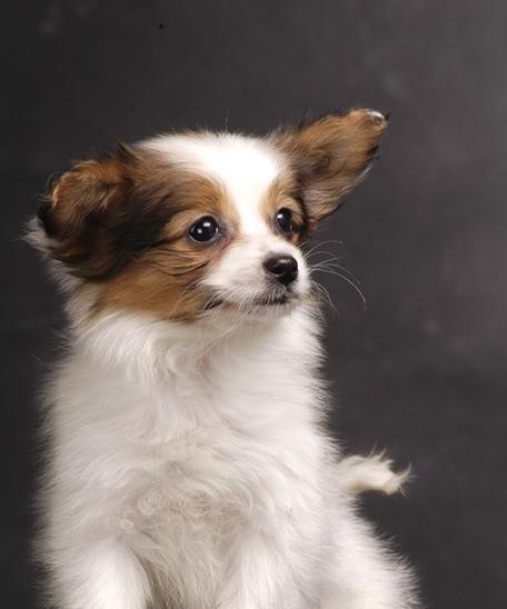 蝴蝶犬（了解蝴蝶犬，发现它们的独特之处）