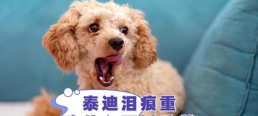 泰迪犬的饮食助于消除火气（探究泰迪犬饮食中的消火关键）