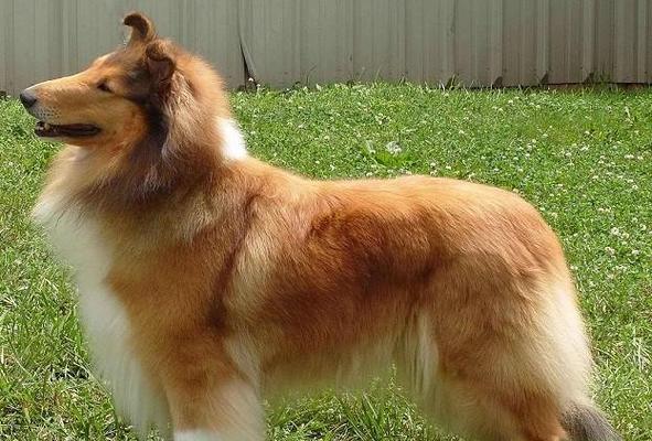 生长犬的特征及培养方法（探索幼犬成长的奥秘，助力犬主培养健康快乐的宠物犬）