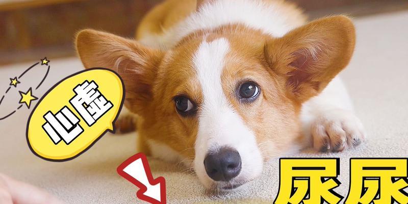 为什么狗狗喜欢在睡垫上撒尿？（探索狗狗撒尿行为的原因和解决方法）
