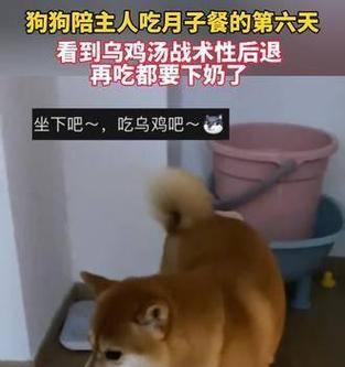 狗狗的健康饮食（为你的母犬提供适当的食物，使泌乳过程更顺利）