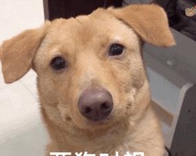 为什么不能与狗对视？（探究人与狗对视的行为原因及影响）