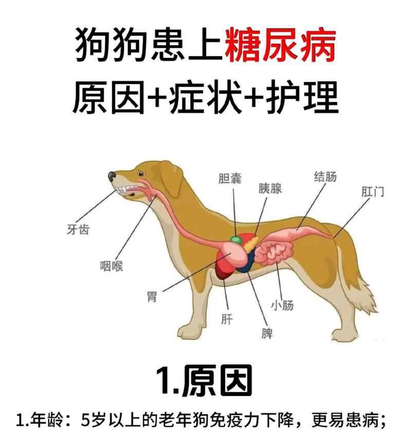 狗病了，如何补充营养？（给你的宠物狗提供营养的关键是什么？）