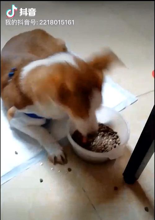 犬瘟防治饮食指南（预防犬瘟，从饮食开始）