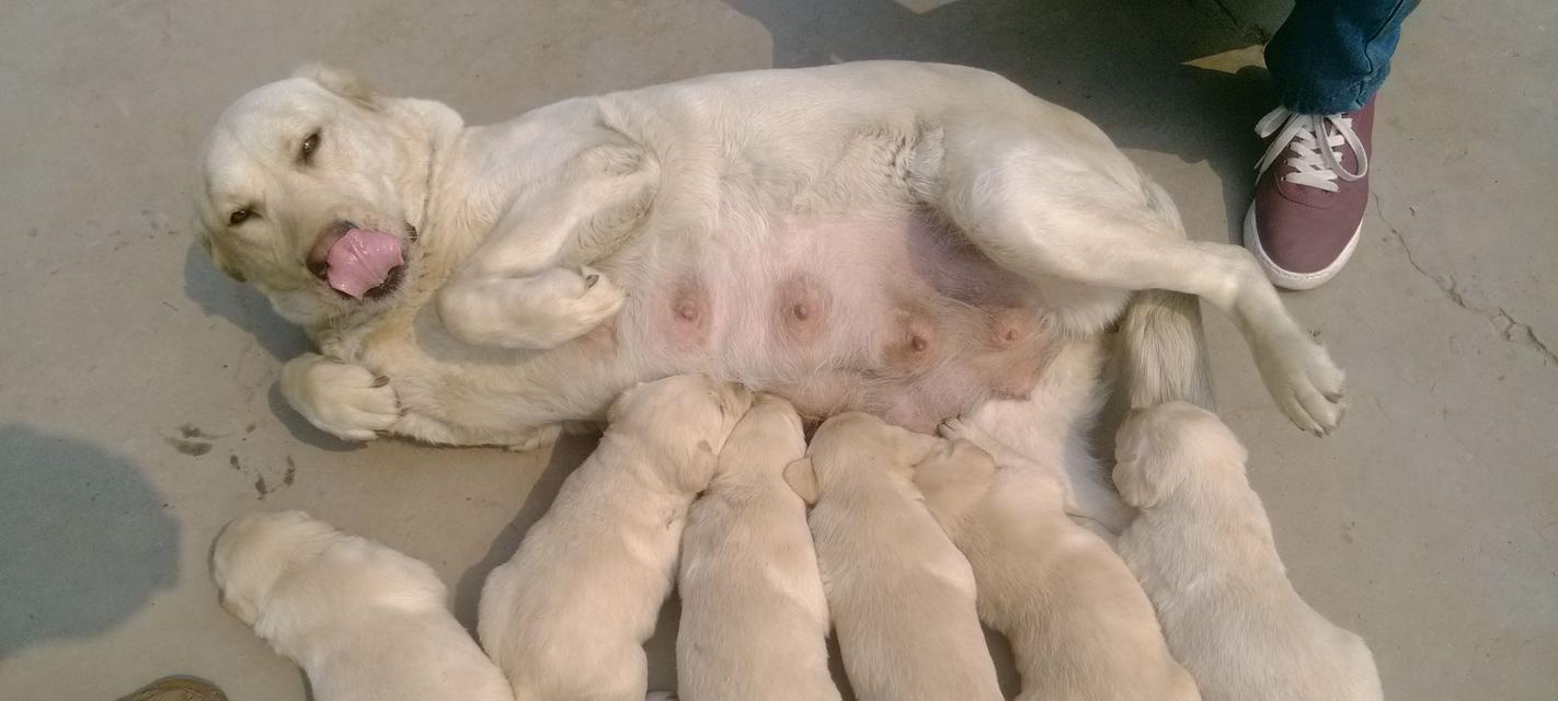 狗狗生宝宝（从症状分析到幸福降临，你需要知道的一切！）