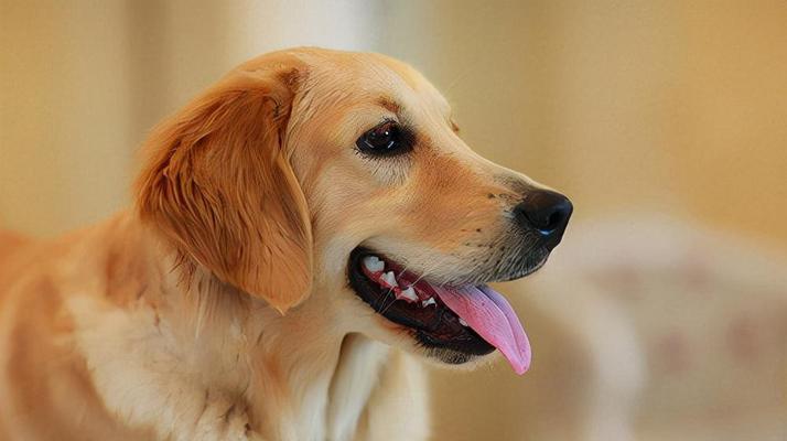 金毛犬可食用的水果有哪些？（了解金毛犬的饮食需求，让它吃得健康快乐）