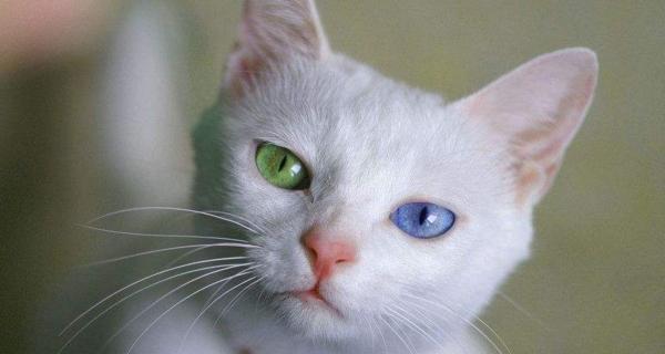 黑猫为何没有鸳鸯眼？（探寻黑猫独特眼色背后的奥秘）