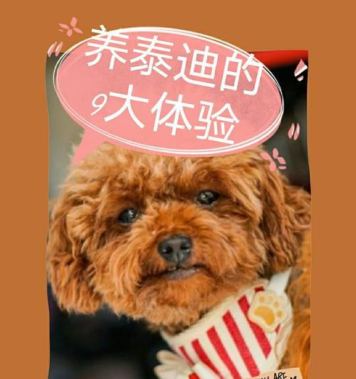 泰迪犬换牙时间及注意事项（了解泰迪犬的换牙周期，帮助它们健康成长）