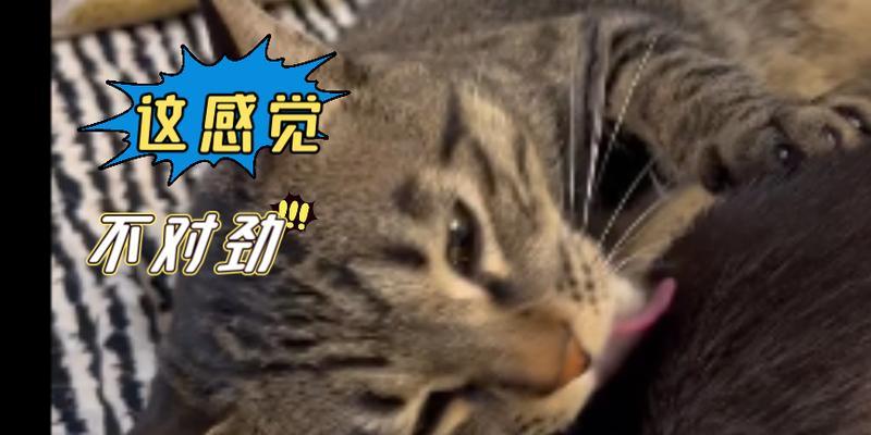 猫咪为什么喜欢舔人？（揭秘猫咪舔人行为的原因及意义）