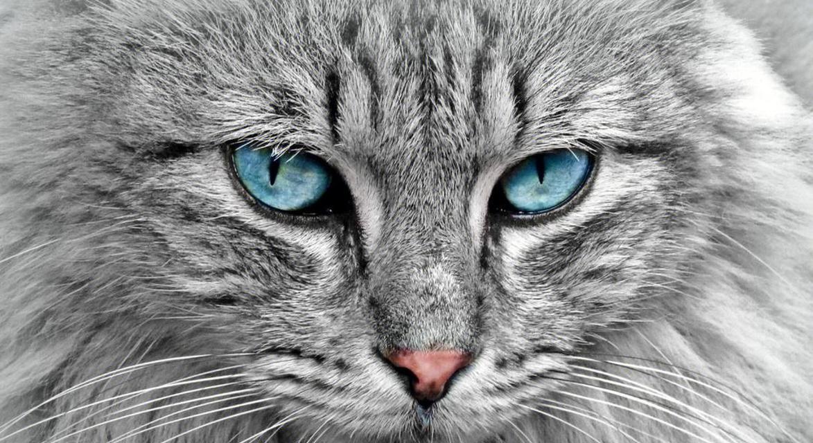 猫眼下的世界（透过猫眼看世界的秘密）