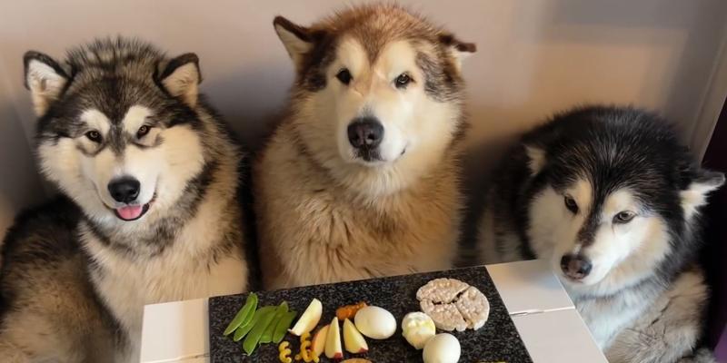 狗的饮食需求与狗贩提供的食物（了解狗的饮食需求，关注狗贩提供的食物是否适合）