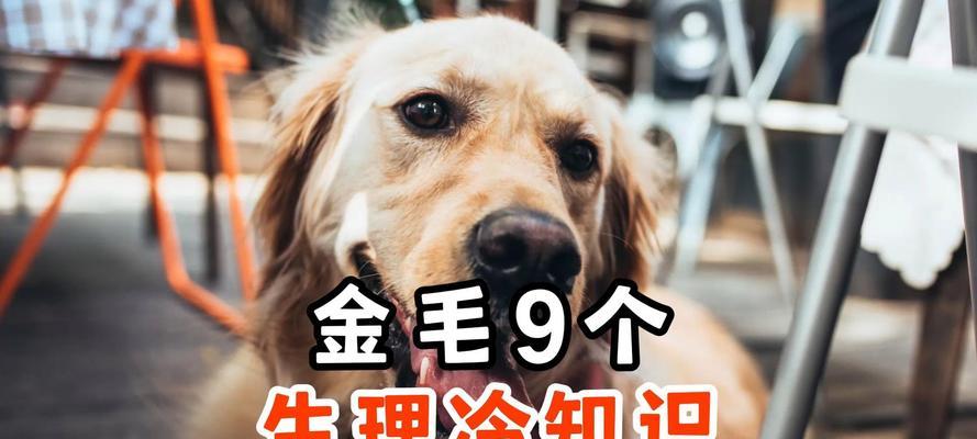 如何注意以金毛生宝宝（关键注意事项，让金毛宝宝安全健康成长）
