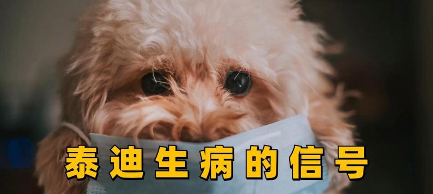 狗泰迪狗生病恢复期饮食指南（为宠物泰迪狗提供正确的饮食，促进其快速康复）