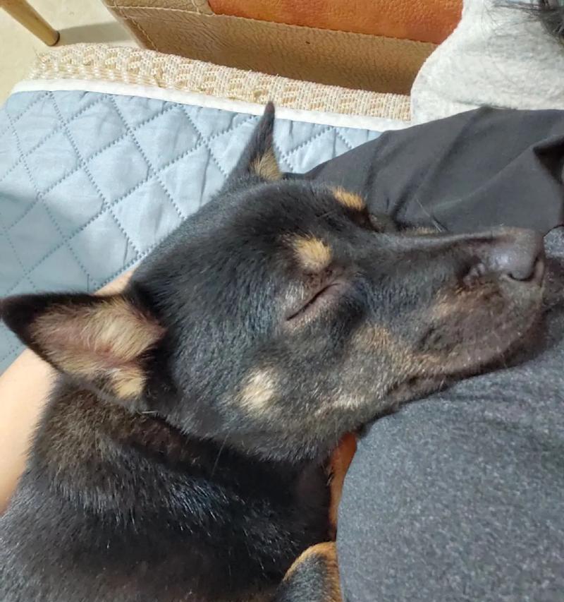 为什么狗喜欢垫东西睡觉？（探究狗垫东西睡觉的原因与心理机制）