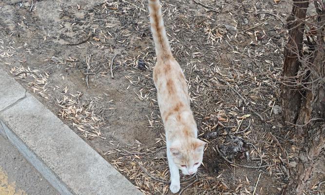 小猫饿了，主人该如何应对？（探索小猫饥饿时的反应及解决方案）