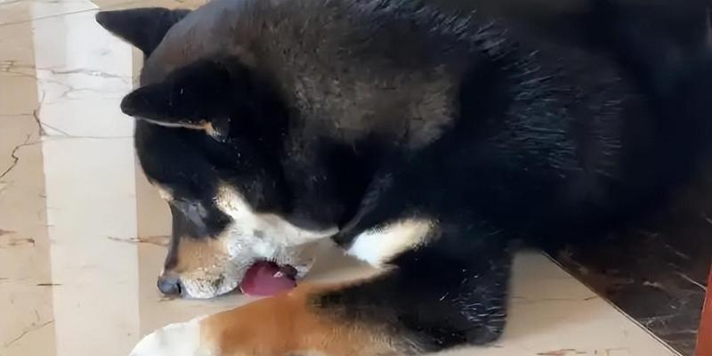 金毛为什么会上吐下泻？（探索金毛犬上吐下泻的原因及预防方法）