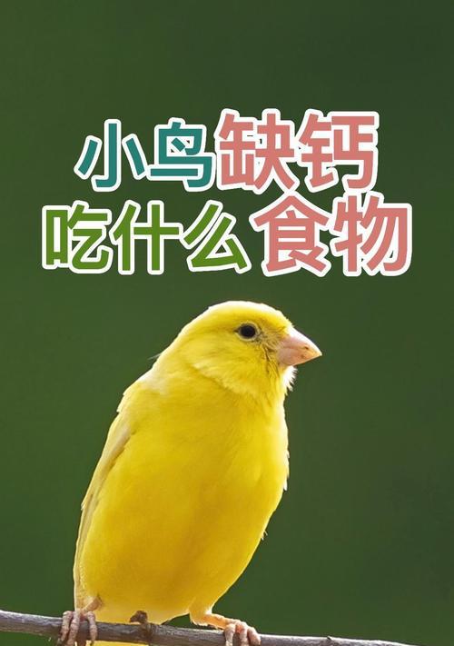 小猫缺钙怎么办？合理饮食调节，健康成长！（为小猫提供适宜的食物，预防钙缺乏问题）