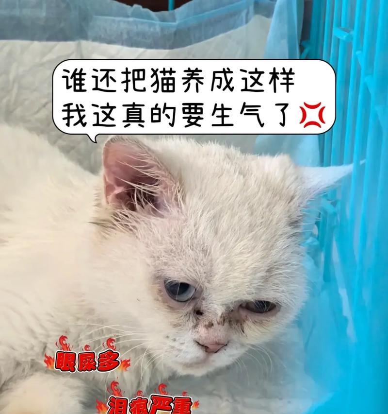 揭秘猫咪眼屎之谜（猫咪眼屎过多的原因及解决方法）