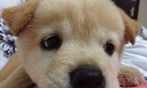 为什么狗不吃饭还嗷嗷叫？（探讨狗食欲缺失与嗷嗷叫的相关性）