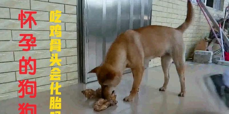 为什么狗不能吃鸡骨头？（鸡骨头对狗的健康有什么危害？）