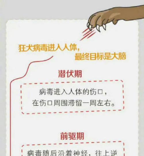 为什么需要打狂犬疫苗（保护自己免受狂犬病侵害，）