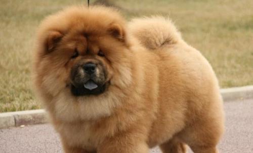 松狮犬（探秘松狮犬的特点和养护要点）