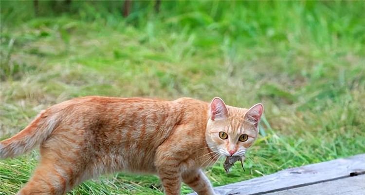 挑选适合养的猫，欣赏美丽与亲密共处（以什么猫好养好看为主题的选择与养护指南）