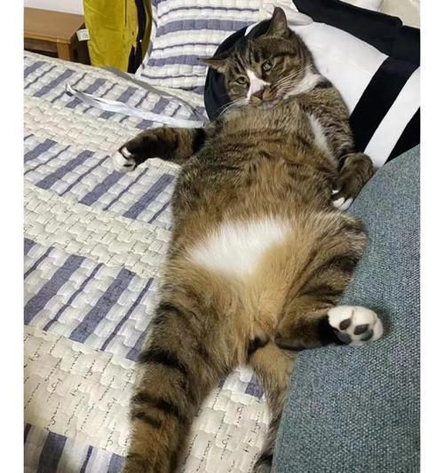 猫咪舒适度之争（猫咪的理想温度和我们的需求如何平衡）
