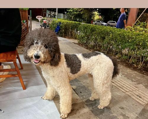 泰迪犬为什么会流口水？（探究泰迪犬流口水的原因和解决方法）