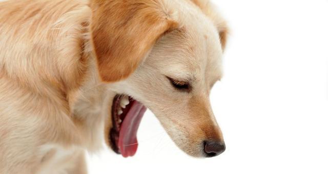 斗牛犬频繁呕吐的原因及处理方法（揭秘斗牛犬呕吐现象的背后原因，教你科学应对）