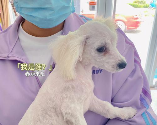 比熊的换胎毛时间及注意事项（了解比熊的换胎毛周期和保养方法，让你的宠物始终美丽如新）