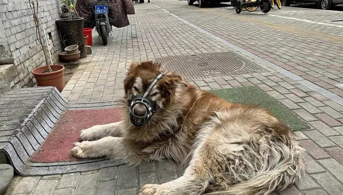 世界上体型最大的犬种——大丹犬（探索大丹犬巨大体型背后的秘密）