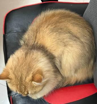 边境牧羊犬咳嗽的原因和治疗方法（了解边境牧羊犬咳嗽的病因和有效的治疗方式）
