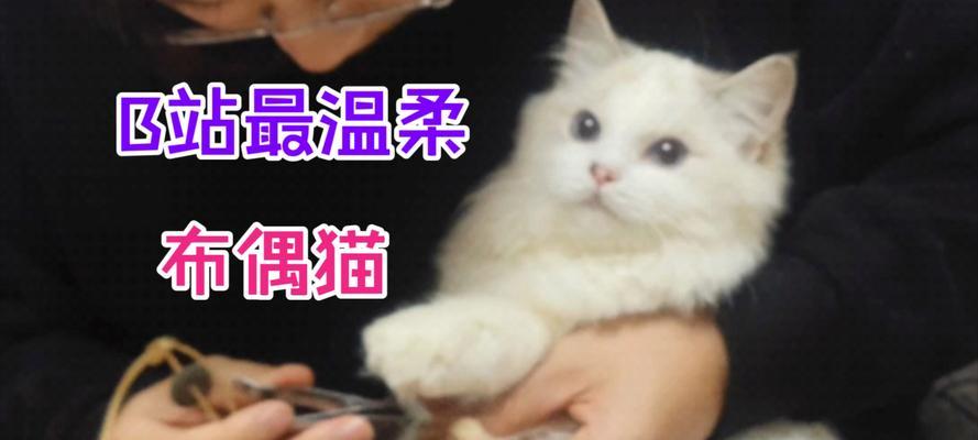 小猫为什么一直伸指甲？（揭秘小猫伸指甲的原因和行为习惯）