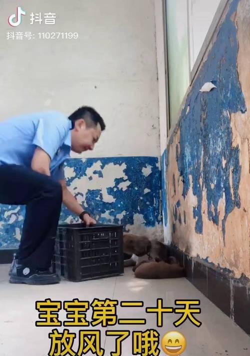 幼犬头抖，可能暗藏的健康问题（揭秘幼犬头抖的原因与解决方法）