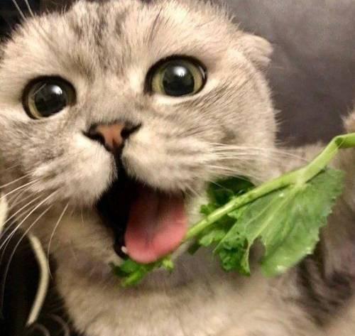 为什么猫不喜欢吃青菜？（探究猫咪对青菜的厌恶原因及对猫咪饮食的影响）
