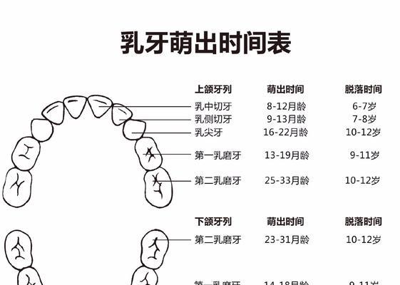 贵宾的乳牙（贵宾乳牙的特点、生长过程以及牙齿护理技巧）