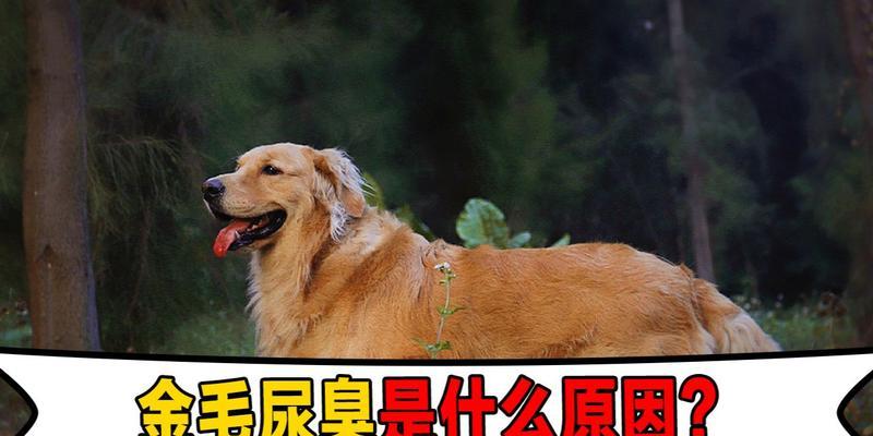 为什么金毛拉屎那么臭？（深入了解金毛狗拉屎的原因及解决方法）