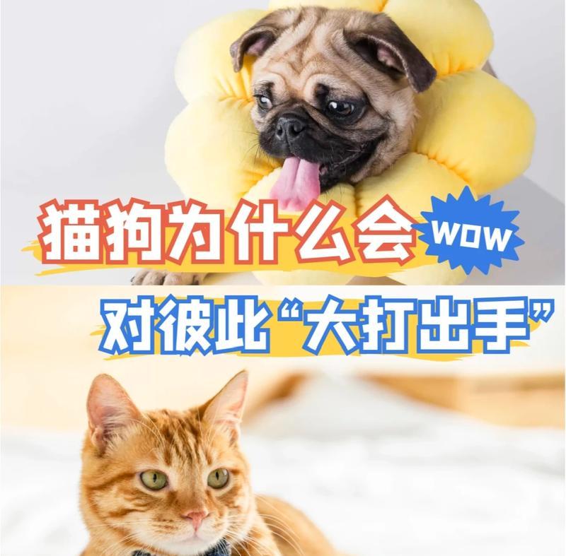 狗狗打架的原因和解决方法（探究为何狗狗会发生冲突以及如何解决这种问题）