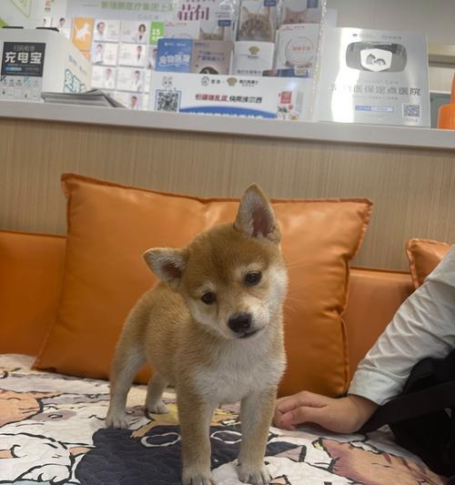 狗狗得细小了能吃什么？（细小病毒感染的狗狗饮食指南）