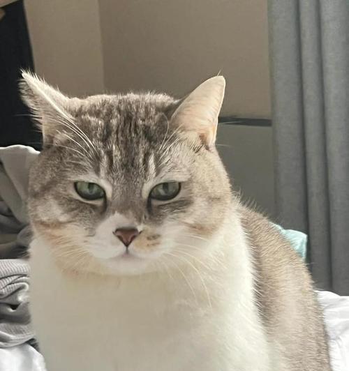 猫咪为何在睡觉时会抽搐？（探究猫咪睡眠中的神秘举动，解读抽搐背后的奥秘）