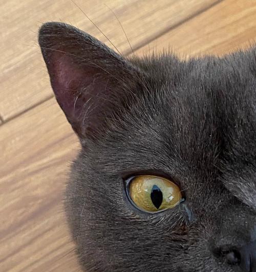 猫咪可能携带的常见寄生虫及防治方法（揭秘猫咪常见寄生虫，保护你的爱宠免受侵害）
