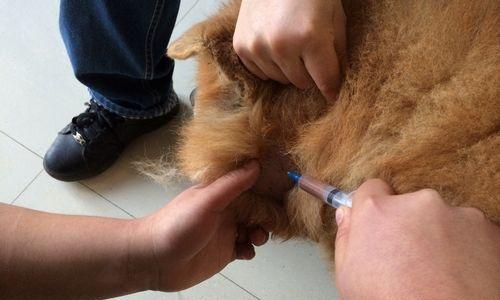 狗狗耳朵里为何会出现脓？（探究狗狗耳朵感染的原因及预防措施）