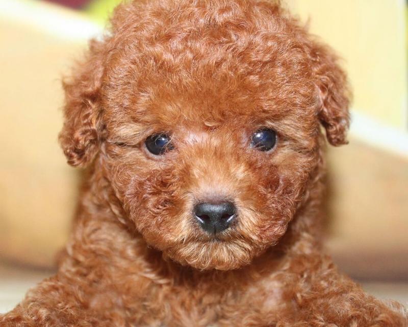 如何训练泰迪犬成为优秀的宠物（培养泰迪犬的良好行为习惯，让它成为你的忠诚伴侣）