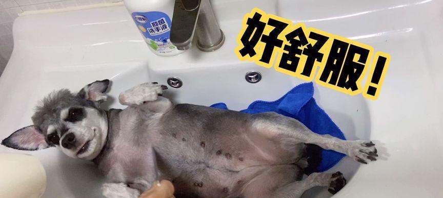 狗狗为什么不喜欢吹干？（探究狗狗对吹风机的抗拒心理和可能的解决方法）