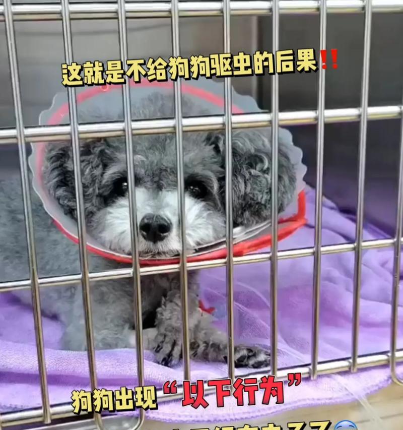 狗狗吃了驱虫药需要注意什么？（保护爱宠的安全与健康，正确使用驱虫药！）