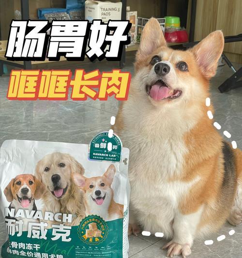 柯基犬的养殖现状与原因（为什么很少人选择养柯基犬？）