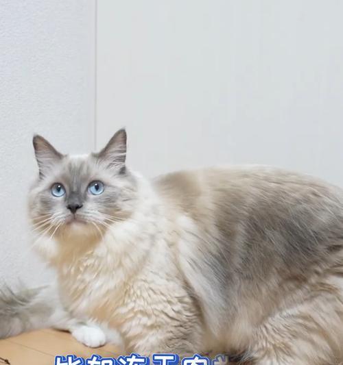 猫的最健康食物选择（探讨猫咪的饮食需求及最佳选择）