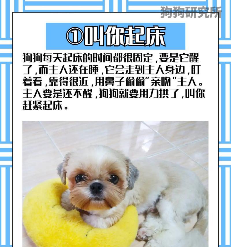 狗狗鼻子喷气之谜（揭秘狗狗喷气的原因和功能）